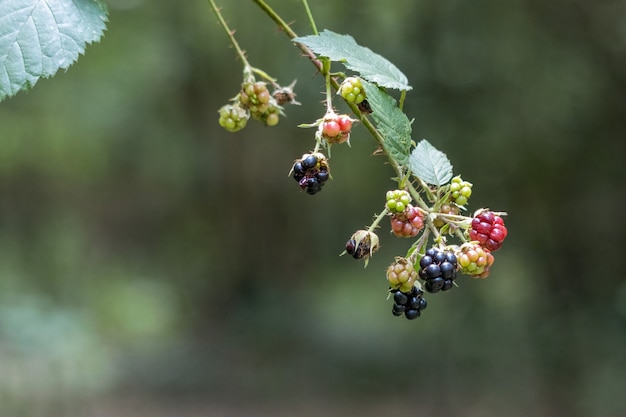 Mûres sauvages à divers stades de maturation