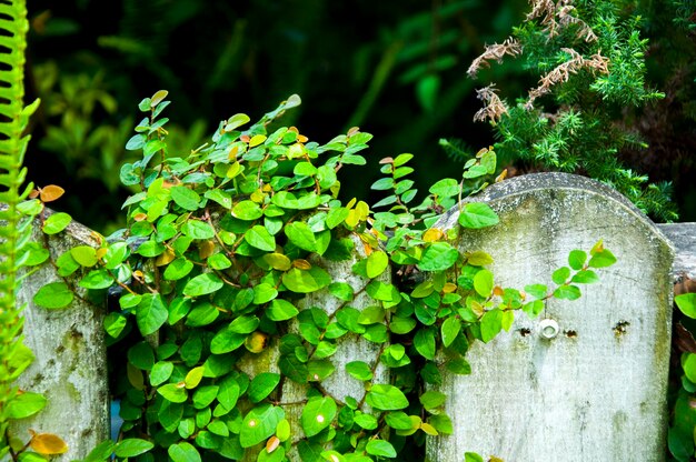 Muret de jardin couvert de plantes grimpantes vertes et fraîches