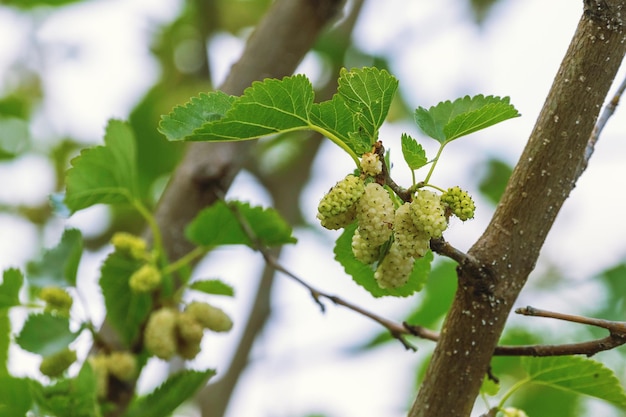 Mûrier blanc sur la branche