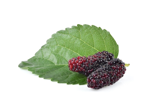 Mûrier avec feuille isolé sur fond blanc