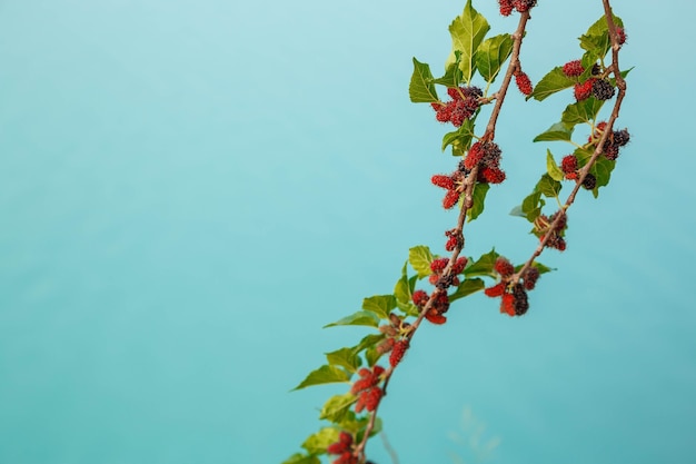 Photo mûrier frais du mûrier