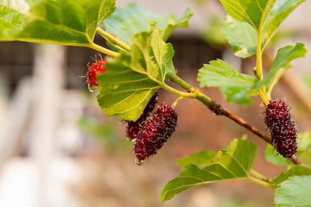 Mûrier frais suspendu à la branche, gros plan