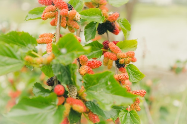 Mûrier Fruit naturel