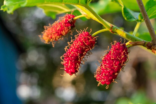 Photo mûrier sur treenmulberry fruitsamong feuilles vertes arrière-plan flou macro point de mise au point sélective