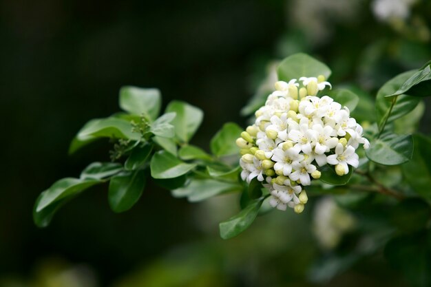 Murraya paniculata fleur se bouchent, dans le jardin