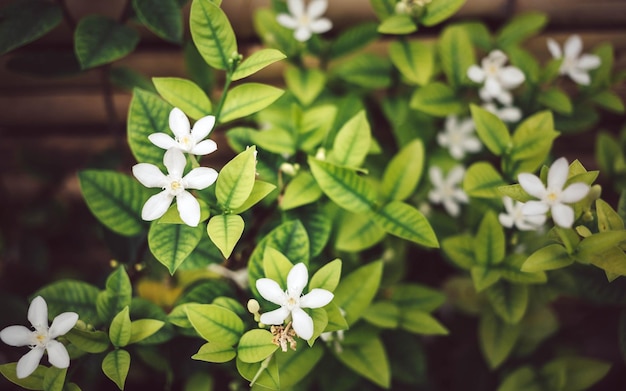 Murraya paniculata fond fleur ou fleur blanche