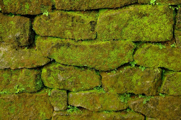 les murs de la maison sont faits de pieux de calcaire vert moussu. roche naturelle. mousse poussant sur les rochers.