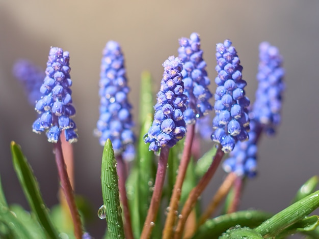 Muscari armeniacum plante à fleurs bleues.