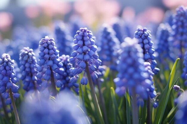 Photo muscari armeniacum en pleine floraison