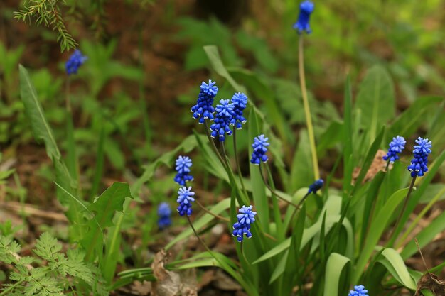 Muscari dans le jardin d'été