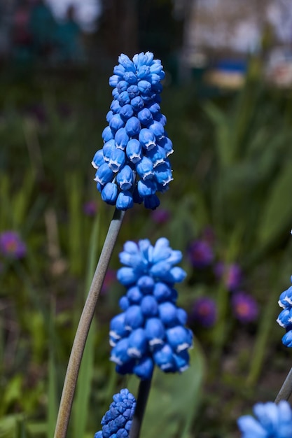 Muscari fleurit sur la pelouse Muscari est un genre de plantes bulbeuses de la famille des Asparagacées