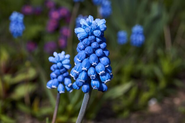 Muscari fleurit sur la pelouse Muscari est un genre de plantes bulbeuses de la famille des Asparagacées