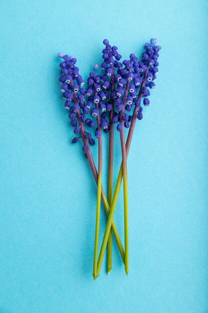 Muscari ou fleurs de jacinthe murine sur fond bleu pastel vue de dessus gros plan