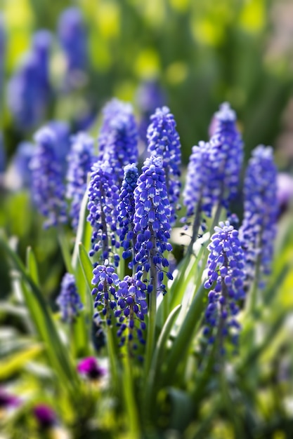 Muscari. Fleurs de printemps bleu