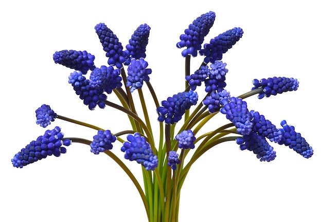 Photo muscari isolé sur fond blanc concept de printemps fleurs bouquet raisin hyacinth