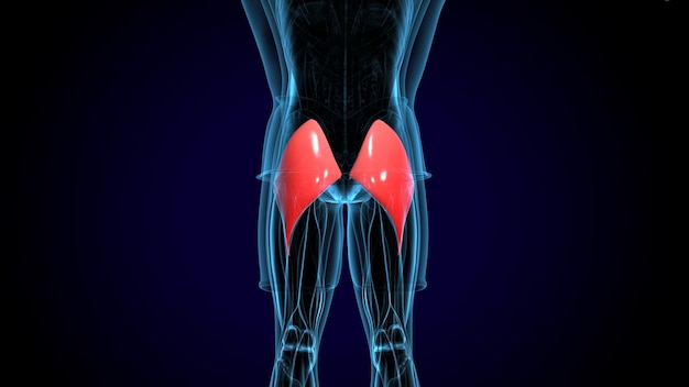 Le muscle deltoïde trapézio-gracilis et le rectus abdominis sont des muscles qui ont une structure anatomique très différente.