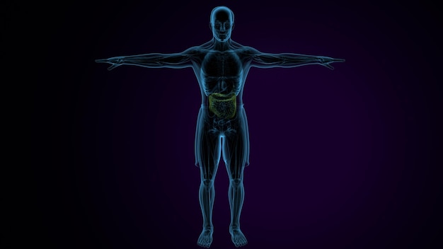 Le muscle deltoïde trapézio-gracilis et le rectus abdominis sont des muscles qui se présentent sous forme d'anatomie.