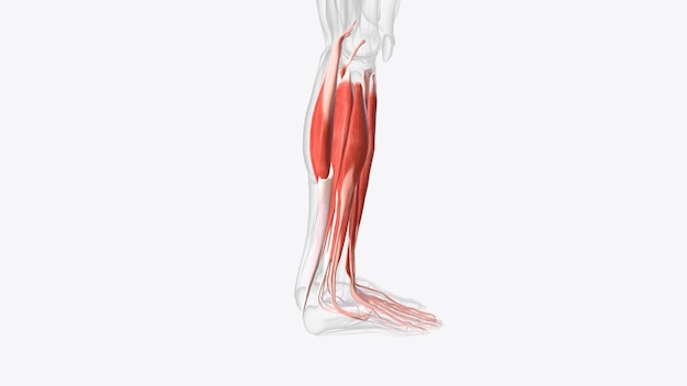 Photo muscles de la jambe inférieure droite
