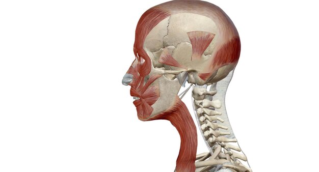 Muscles de la tête et du cou