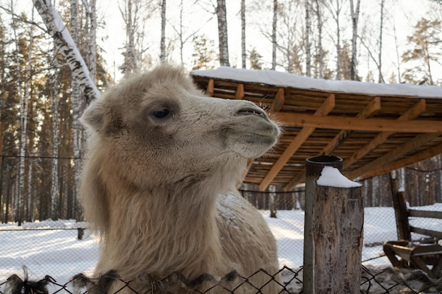 Le museau d'un chameau clair en gros plan sur une ferme d'hiver