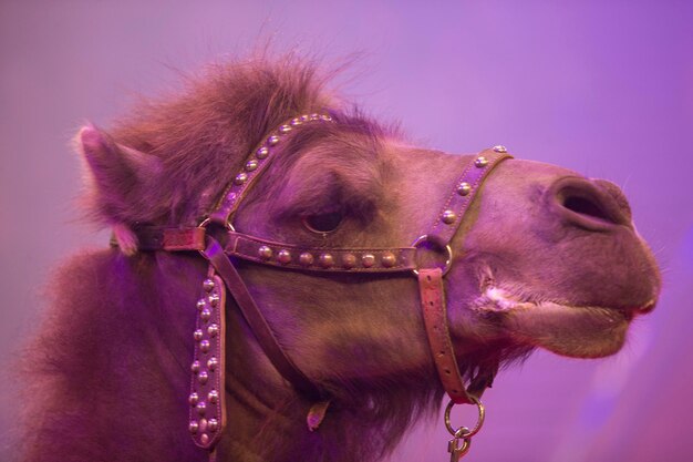 Photo museau d'un chameau se bouchent sous une lumière violette