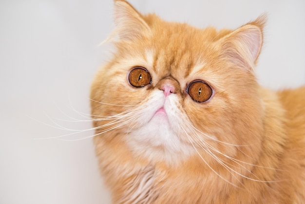 Museau d'un charmant chat de race persan moelleux rouge gros plan