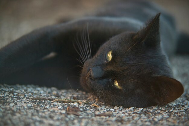 Le museau d'un chat noir allongé sur le sol regarde vers l'avenir