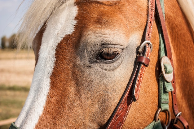 Museau d'un cheval au premier plan avec des détails