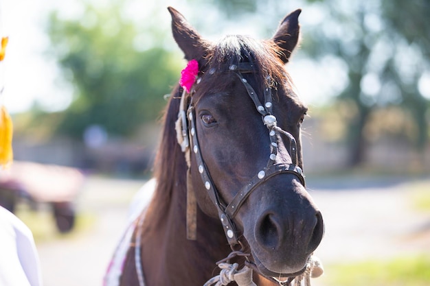 Le museau d'un cheval de village orné d'un gros plan de fleurs