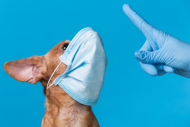 Museau d'un chien brun dans un masque médical bleu, le chien regarde le doigt, le concept de quarantaine lors d'une pandémie