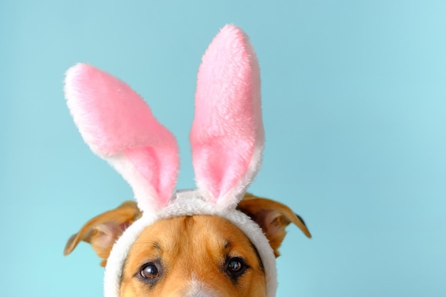 Museau de chien drôle habillé d'oreilles de lapin Chien consanguin en costume de Pâques sur fond bleu