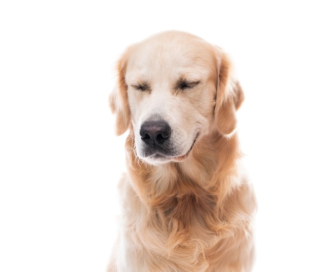 Museau de chien Golden retriever avec les yeux fermés isolé sur fond blanc