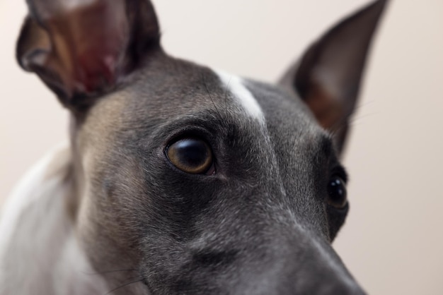 Le museau d'un chien Whippet dans un beau collier en cuir noir avec des oreilles relevées lève les yeux et sur le côté sur un gros plan de fond gris avec des détails