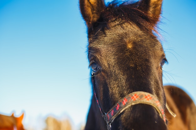 Museau du poulain noir arabe en gros plan contre. Les grands yeux expressifs du cheval