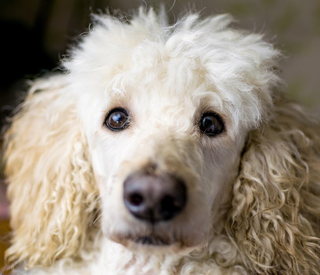 Museau d'un gros plan de chien d'un grand caniche royal