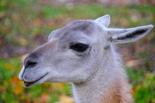 Museau jeune lama en gros plan sur un fond d'herbe verte