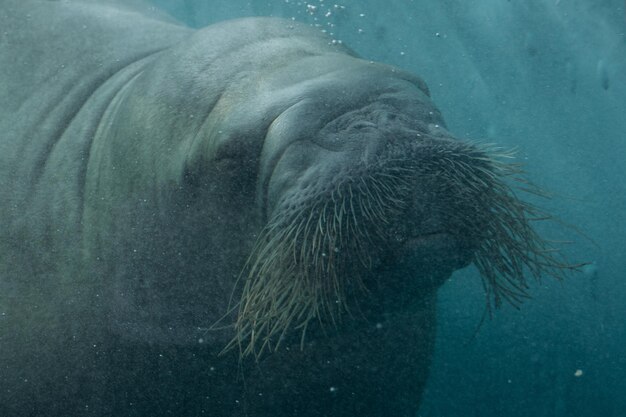 Photo le museau d'un morse près du verre dans la volière du zoo