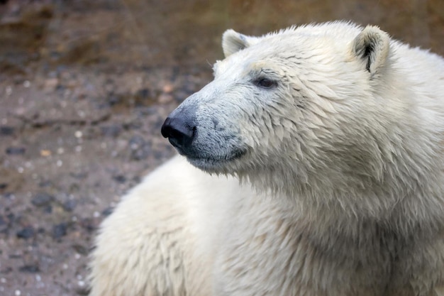 Museau d'un ours polaire animal sauvage