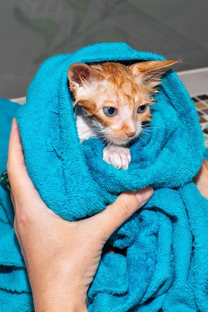 Le museau d'un petit chaton mouillé dans une serviette Laver le soin des animaux de chat