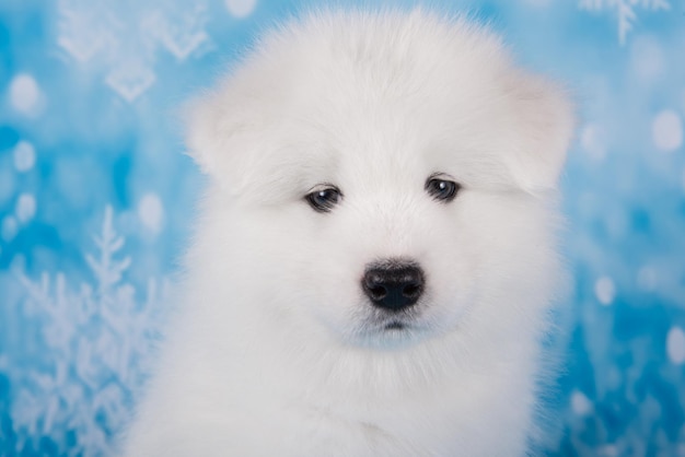 Museau de petit chien chiot samoyède moelleux blanc bouchent