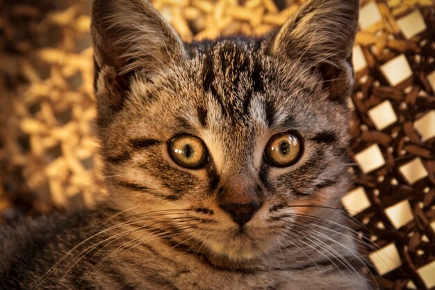 Museau De Petit Chiot Chat Métis