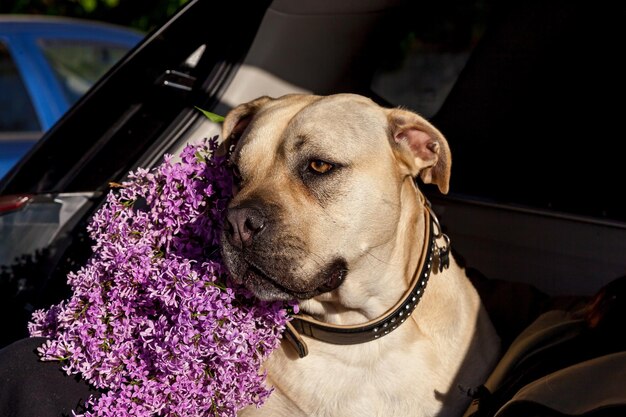 Le museau d'un pit-bull terrier blanc