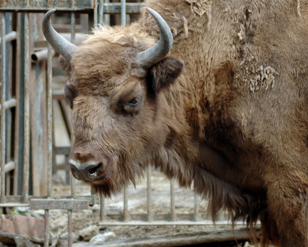 Museau de yak adulte avec des cornes en captivité