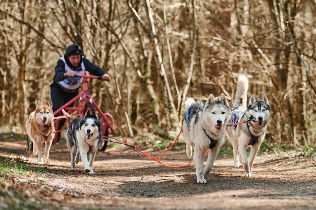 Le musher mâle monte sur un chariot à trois roues avec quatre chiens de traîneau Husky de Sibérie dans un harnais sur la forêt