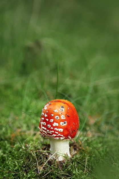 Mushroom Amanita muscaria fly amanita Agaric de mouche des champignons toxique et non comestible