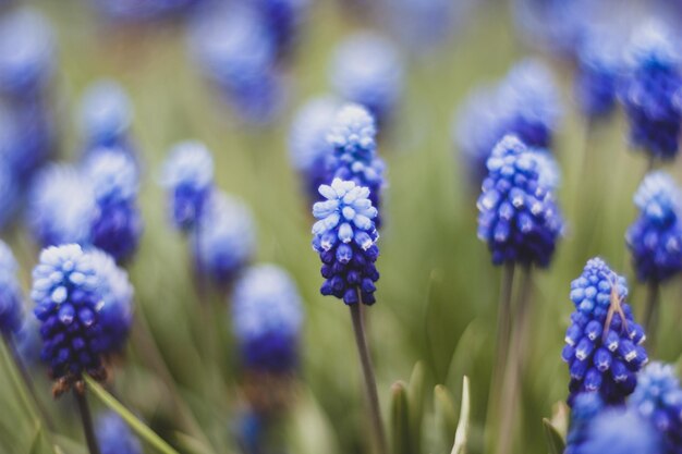 Muskari dans le jardin de printemps