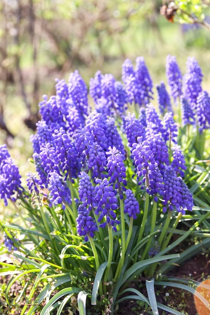 Muskari ou jacinthe de souris, plants d'oignons vipères.