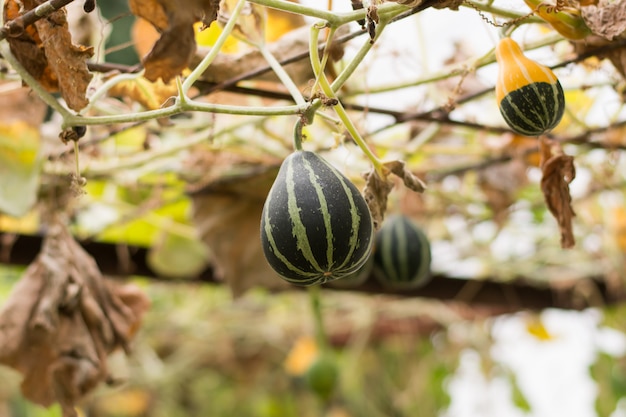 Muskmelon dans un champ de Thaïlande