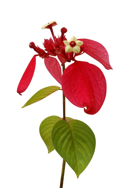 Photo mussaenda erythrophylla communément appelé ashanti blood et red flag bush