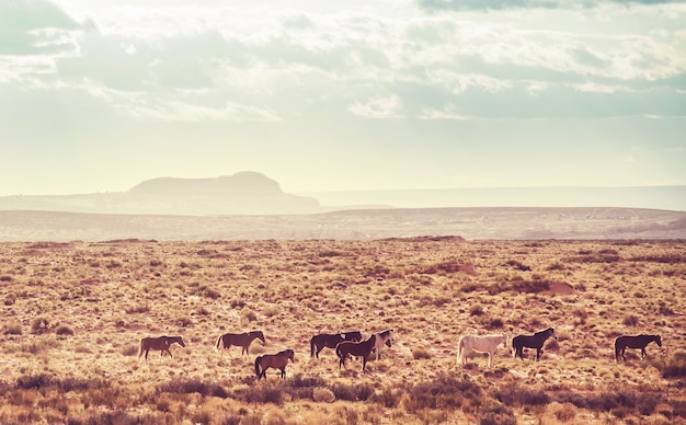 Mustangs sauvages dans la prairie américaine, Utah, USA